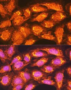 Immunofluorescence analysis of U-2 OS cells using Anti-PCK2 Antibody (A306806) at a dilution of 1:100 (40x lens) DAPI was used to stain the cell nuclei (blue)