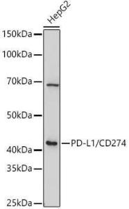 Western blot analysis of extracts of HepG2 cells, using Anti-PD-L1 Antibody (A308021) at 1:1000 dilution