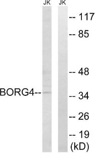 Western blot analysis of lysates from Jurkat cells using Anti-BORG4 Antibody. The right hand lane represents a negative control, where the antibody is blocked by the immunising peptide.