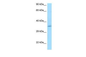 Anti-CCDC117 Rabbit Polyclonal Antibody