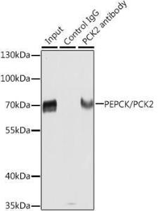 Immunoprecipitation analysis of extracts of HepG2 cells using Anti-PCK2 Antibody (A306806) This Western blot was performed on the immunoprecipitate using Anti-PCK2 Antibody (A306806) at a dilution of 1:1000