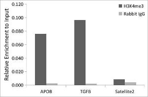 Chromatin immunoprecipitation (ChIP) analysis of extracts of A-549 cells, using Anti-Rad21 Antibody (A305614) and Rabbit IgG