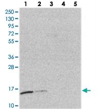 Anti-TRAPPC2L Rabbit Polyclonal Antibody