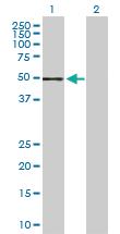 Anti-STK3 Rabbit Polyclonal Antibody