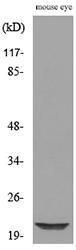 Anti-BNIP3 Rabbit Polyclonal Antibody