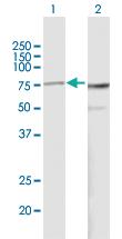 Anti-PES1 Mouse Polyclonal Antibody