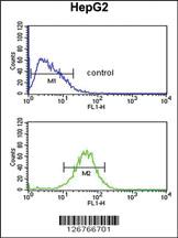 Anti-ACTL6B Rabbit Polyclonal Antibody