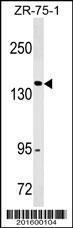 Anti-ITGAX/CD11c Mouse Monoclonal Antibody (FITC (Fluorescein Isothiocyanate)) [clone: 428CT12.2.6.4]