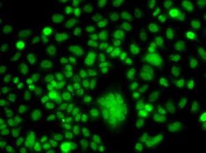 Immunofluorescence analysis of A549 cells using Anti-PPAN Antibody (A12111)