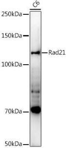 Western blot analysis of extracts of C6 cells, using Anti-Rad21 Antibody (A305614) at 1:1000 dilution