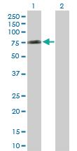 Anti-CDC25B Rabbit Polyclonal Antibody