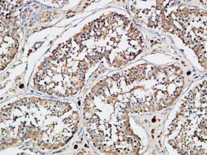 Immunohistochemical analysis of paraffin-embedded human testis using Anti-XIAP Antibody