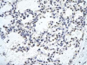 Anti-KLHL26 Rabbit Polyclonal Antibody