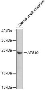 Anti-ATG10 antibody