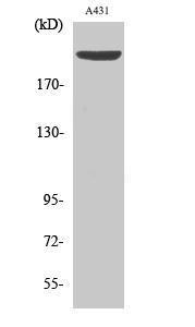 Western blot analysis of various cells using Anti-SEPARASE (phospho Ser801) Antibody