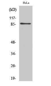 Western blot analysis of various cells using Anti-UTP14A Antibody