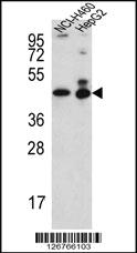 Anti-ACTL6B Rabbit Polyclonal Antibody