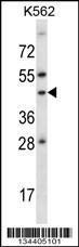 Anti-ADORA1 Rabbit Polyclonal Antibody (APC (Allophycocyanin))