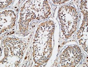 Immunohistochemical analysis of paraffin-embedded human testis using Anti-XIAP Antibody