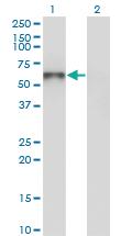 Anti-UNC5CL Mouse Monoclonal Antibody [clone: 3G7]