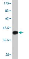 Anti-KCNMB3 Mouse Polyclonal Antibody