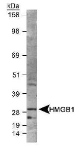 Anti-HMGB1 Rabbit Polyclonal Antibody