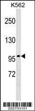 Anti-ITGB2 Mouse Monoclonal Antibody (AP (Alkaline Phosphatase)) [clone: 534CT6.2.1]