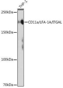 Western blot analysis of extracts of THP-1 cells, using Anti-CD11a Antibody [ARC0344] (A308023) at 1:1,000 dilution