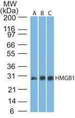 Anti-HMGB1 Mouse Monoclonal Antibody [clone: 19N15F4]