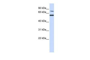 Anti-POC1B Rabbit Polyclonal Antibody