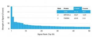 Analysis of protein array containing more than 19000 full-length human proteins using Anti-CD8A Antibody [rC8/468]. Z