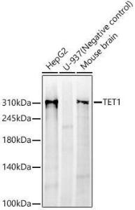 Western blot analysis of various lysates, using Anti-TET1 Antibody [ARC59030] (A309493) at 1:1,000 dilution The secondary antibody was Goat Anti-Rabbit IgG H&L Antibody (HRP) at 1:10,000 dilution Lysates/proteins were present at 25 µg per lane