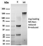 Antibody A248286-100 100 µg