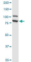 Anti-ILF3 Mouse Polyclonal Antibody