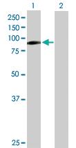 Anti-ILF3 Mouse Polyclonal Antibody