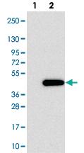 Anti-FAM98C Rabbit Polyclonal Antibody