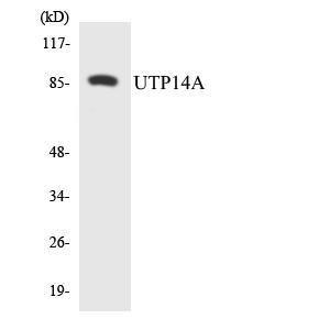 Anti-UTP14A Rabbit Polyclonal Antibody