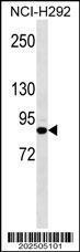 Anti-JUP Mouse Monoclonal Antibody [clone: 606CT21.5.1]