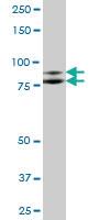 Anti-ILF3 Mouse Polyclonal Antibody