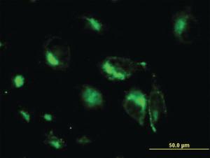 Anti-STX6 Mouse Monoclonal Antibody [clone: 1G2]