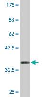 Anti-KCNMB3 Mouse Monoclonal Antibody [clone: 2C12]