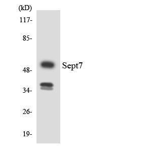 Western blot analysis of the lysates from HUVEC cells using Anti-SEPT7 Antibody