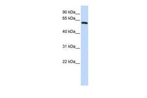 Anti-SPAG8 Rabbit Polyclonal Antibody