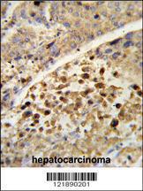 Anti-Pregnane X Receptor Rabbit Polyclonal Antibody (APC (Allophycocyanin))