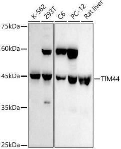 Anti-TIM44 Rabbit Monoclonal Antibody [clone: ARC3044]