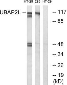 Western blot analysis of lysates from HT-29 and 293 cells using Anti-UBAP2L Antibody. The right hand lane represents a negative control, where the antibody is blocked by the immunising peptide