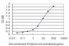 Anti-STX6 Mouse Monoclonal Antibody [clone: 1G2]