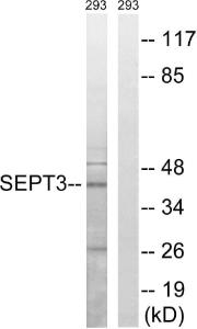 Western blot analysis of lysates from 293 cells using Anti-SEPT3 Antibody. The right hand lane represents a negative control, where the antibody is blocked by the immunising peptide.