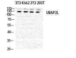 Western blot analysis of NIH 3T3 K562 NIH 3T3 293T cells using Anti-UBAP2L Antibody