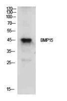 Western blot analysis of extracts from PC12 cells using Anti-BMP15 Antibody